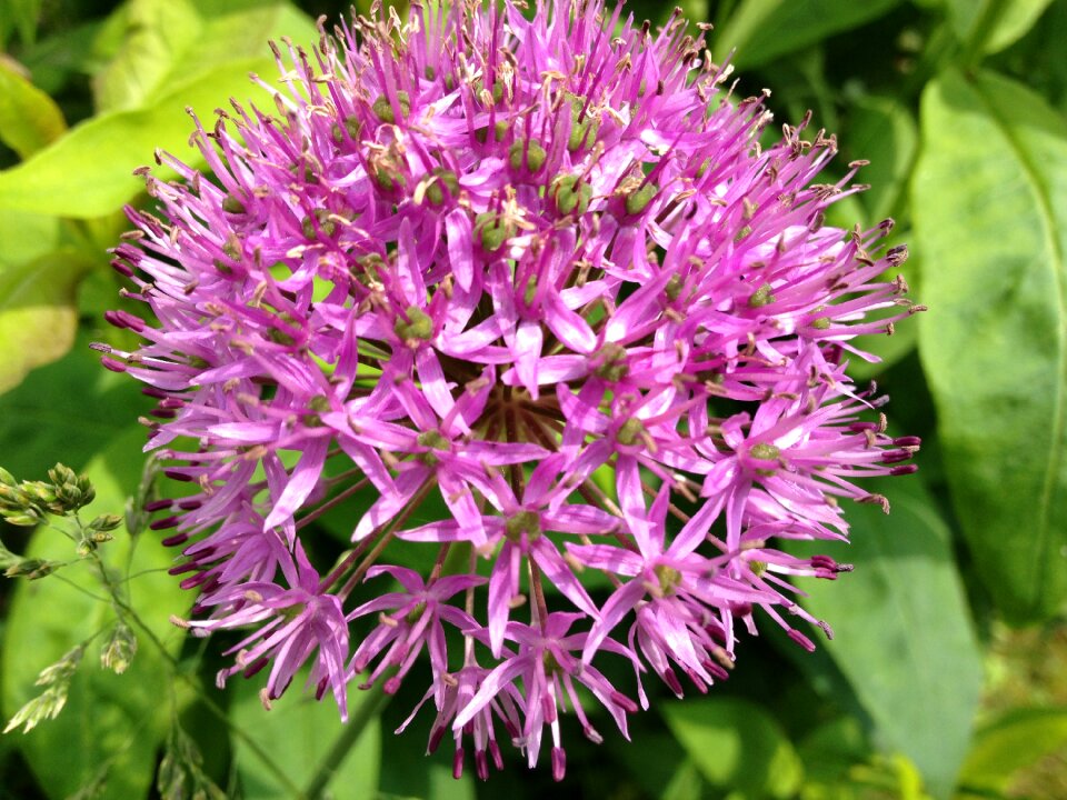Floral beauty plant