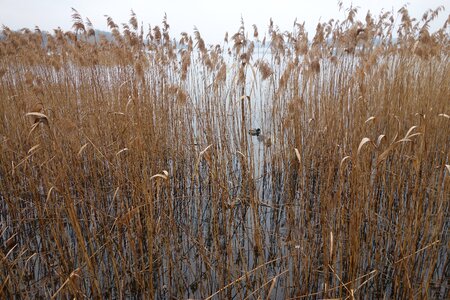 Bank grass autumn photo