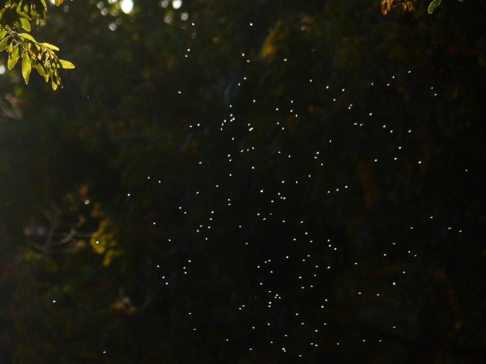 Backlighting shining angescheint