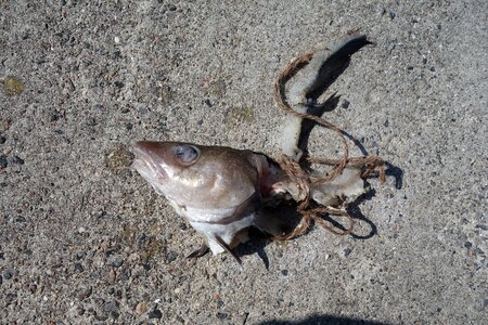 Carcass dead fish head