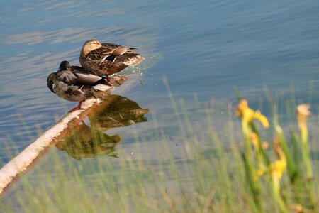 Rest water mirroring photo