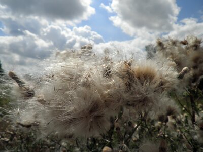 Seeds summer pointed flower