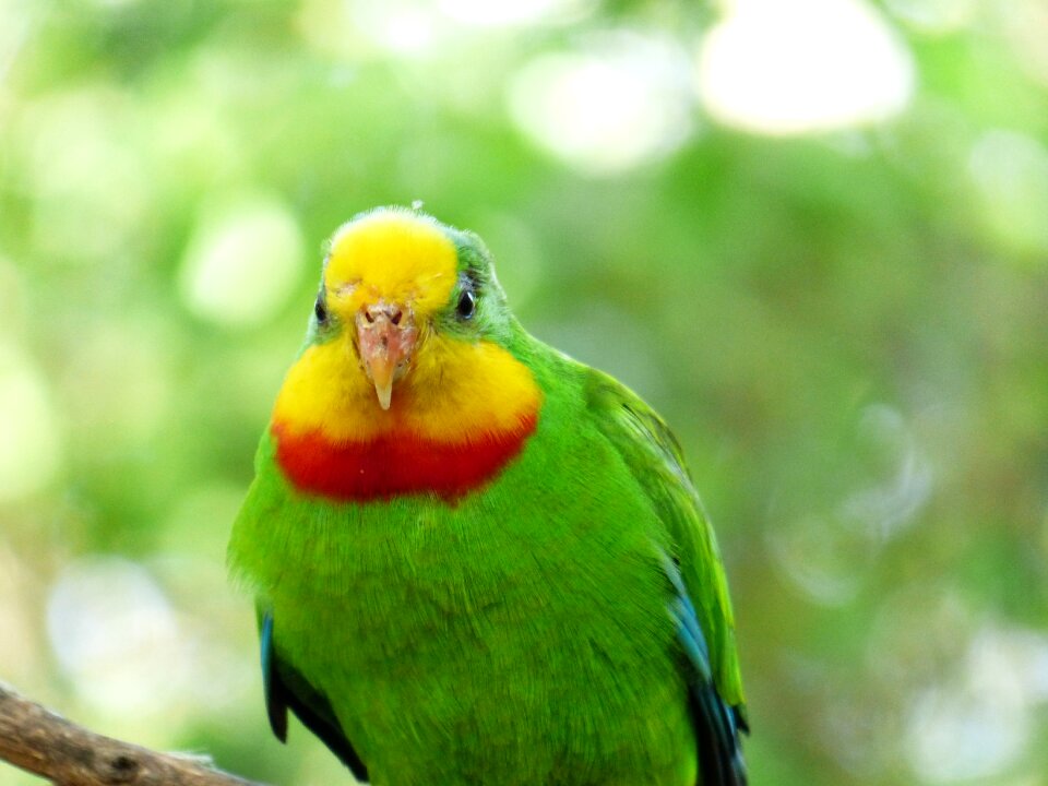 Polytelis swainsonii australian yellow
