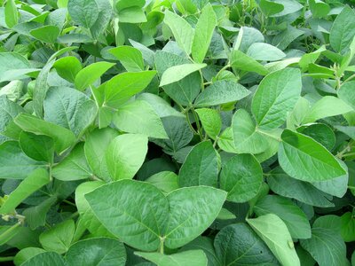 Soy legumes crops