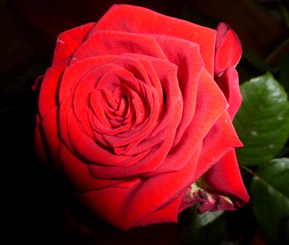 Red rose bloom flower