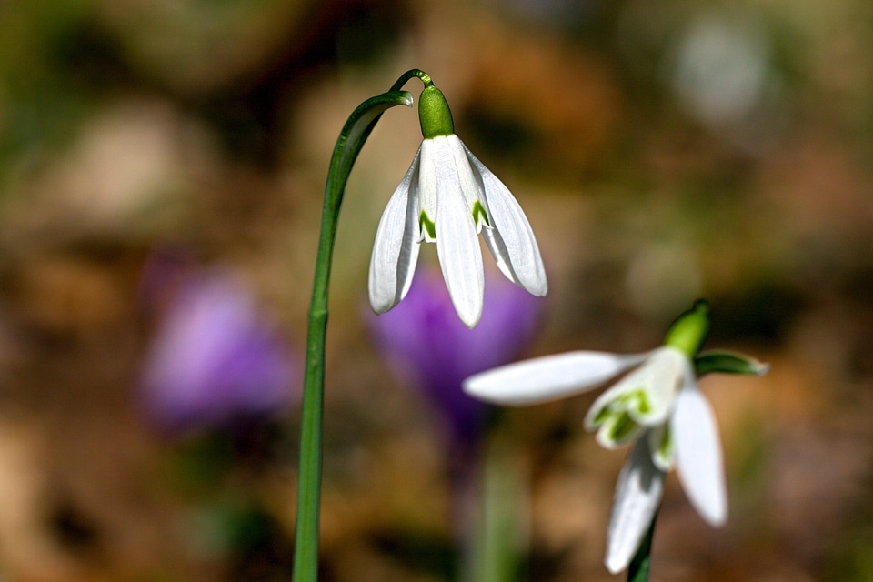 Spring floral flora