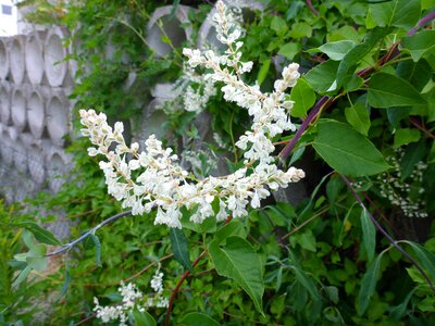 White evergreen plant