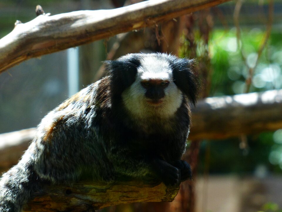 Marmosette callithrix primate