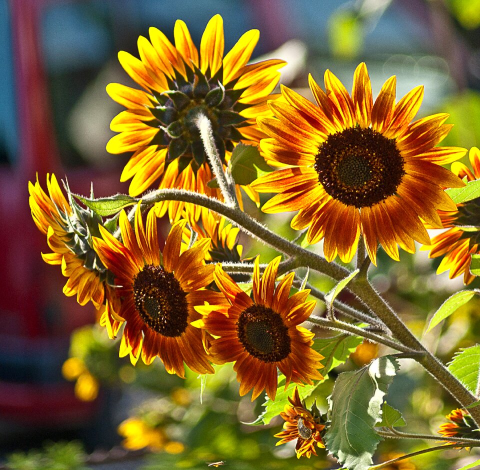Plant flowers plants