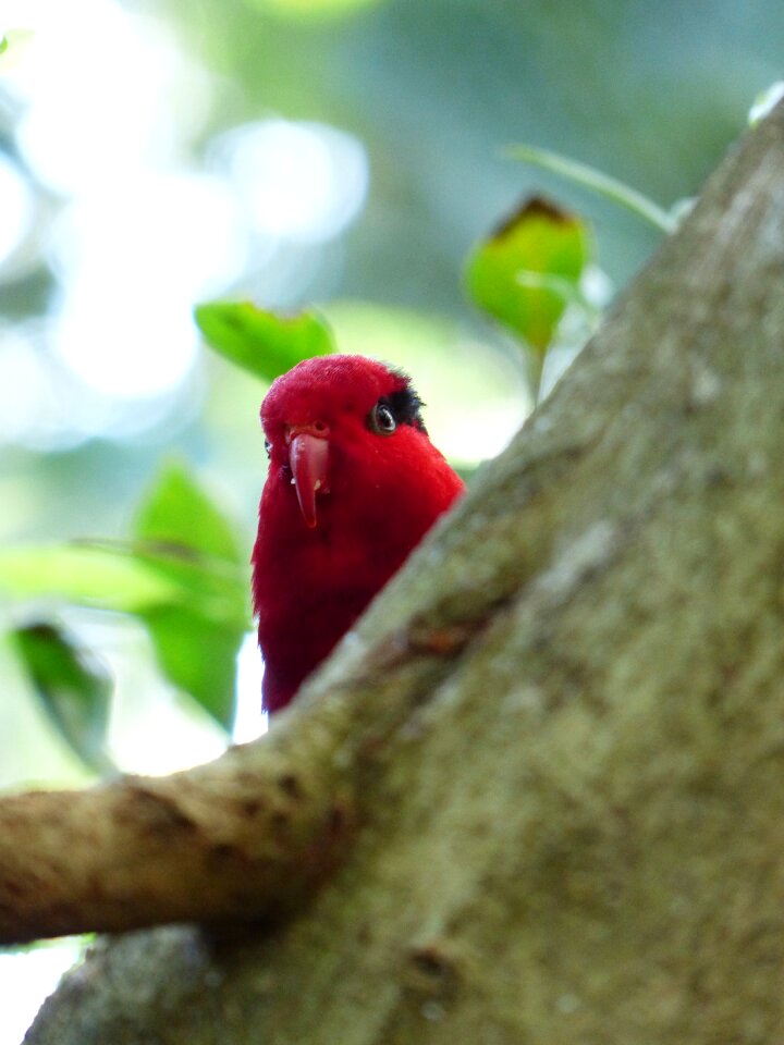 Bill lori loriinae