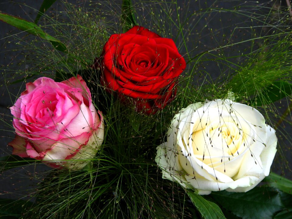 White pink lush