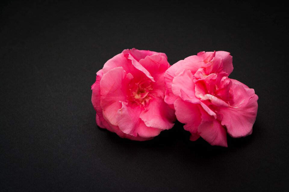 Isolated romantic bloom