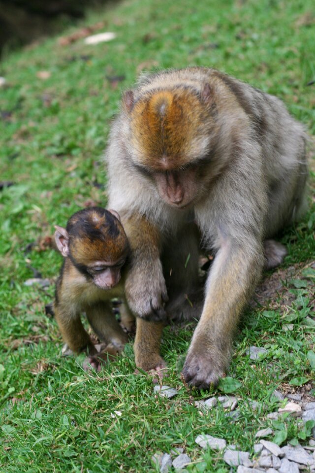 Forest enclosure äffchen