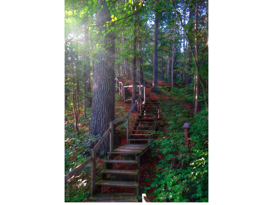 Stairs pine forest forest trail