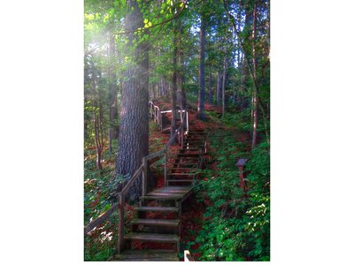 Stairs pine forest forest trail