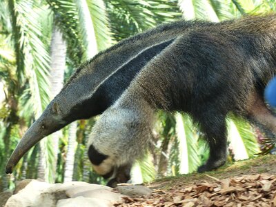 Anteater snout vermilingua