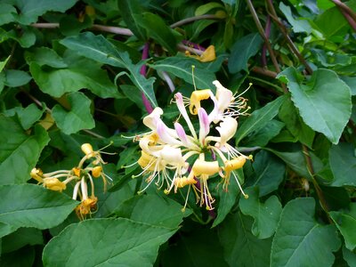 Geissblattgewaechs evergreen yellow