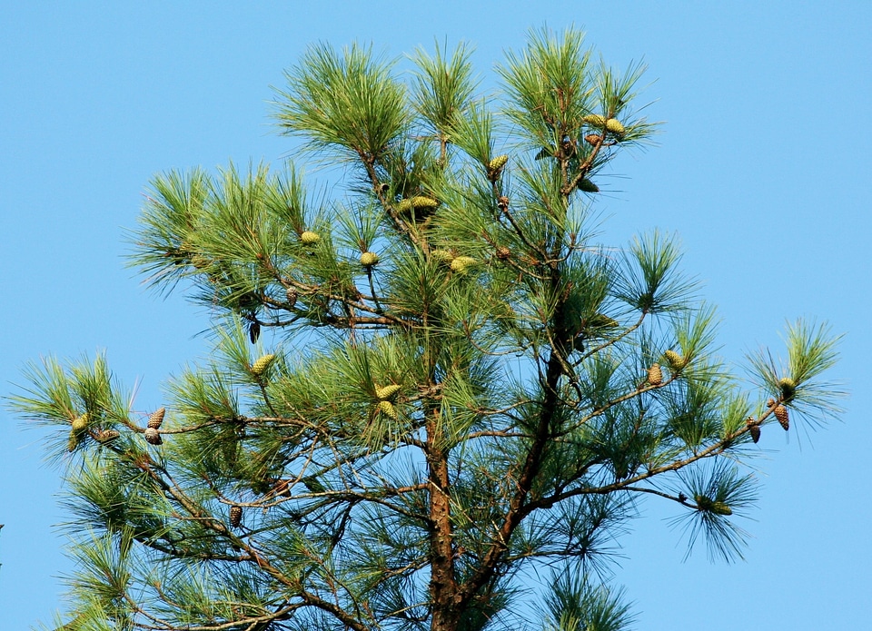 Coniferous loblolly southern yellow pine