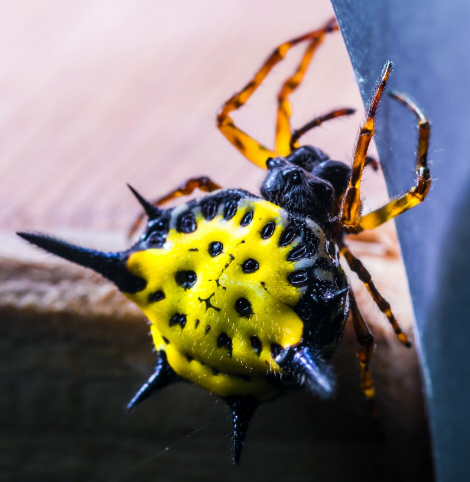 Close up yellow exotic photo