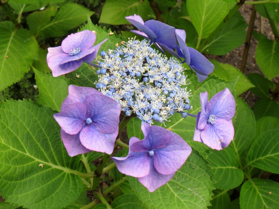 Garden plant flowers bush