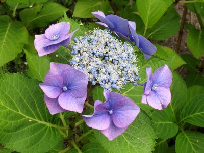 Garden plant flowers bush