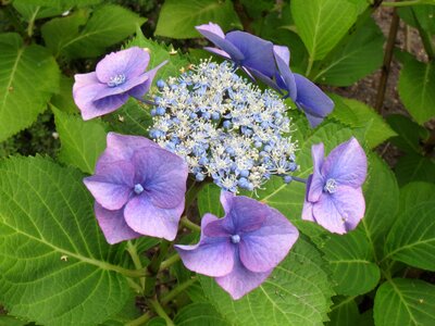 Garden plant flowers bush photo