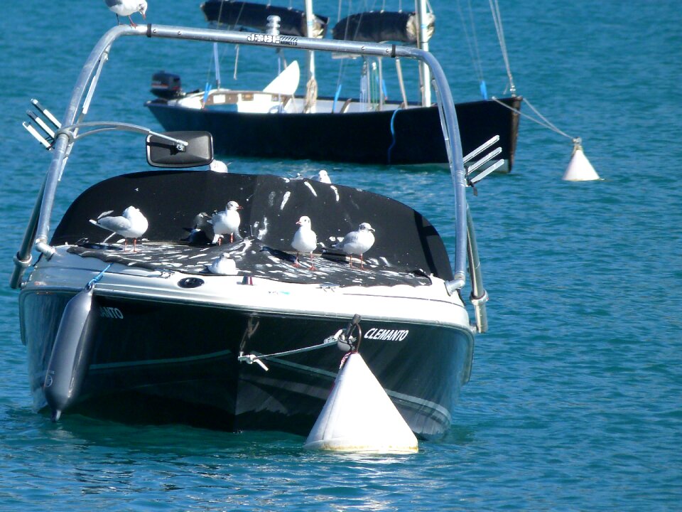 Seagulls rest white