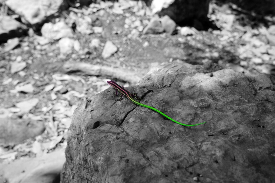 Lizard color colorful