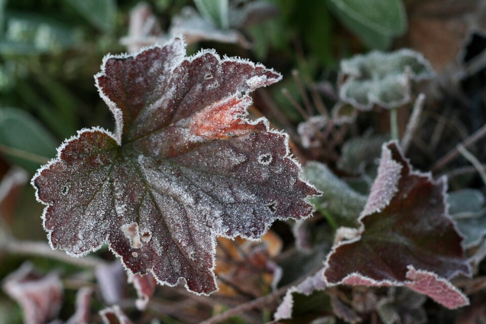 Frozen nature leaves