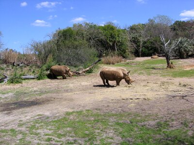 Wildlife animal africa photo