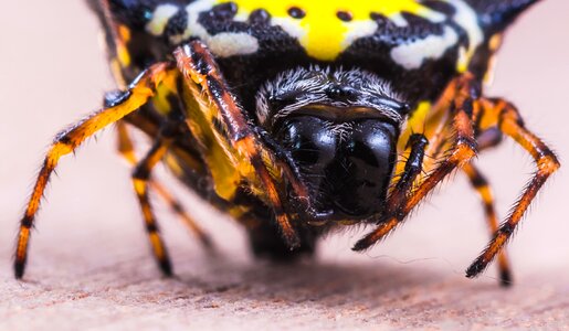 Close up yellow exotic photo