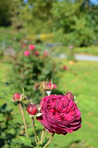Nature romantic garden