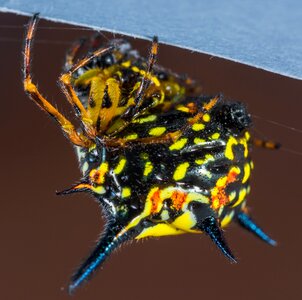Arachnid insect close up photo