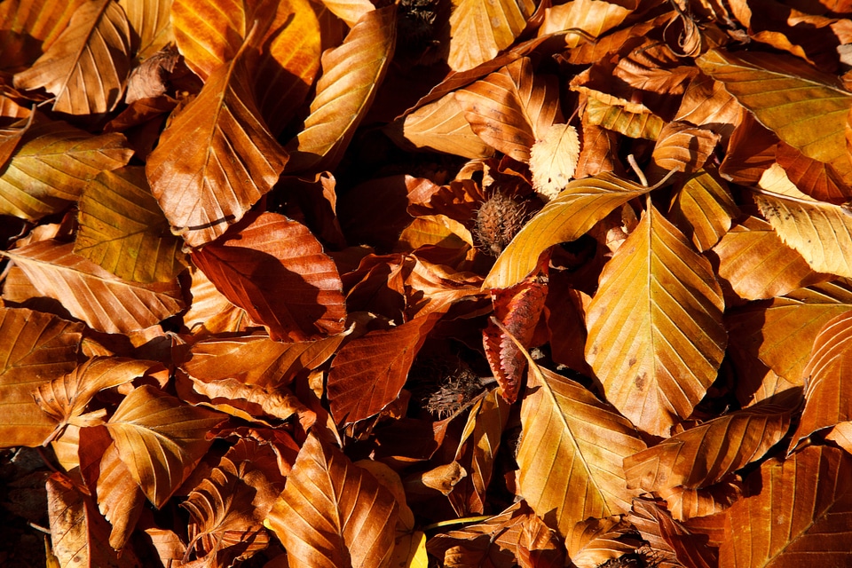 Brown color fall