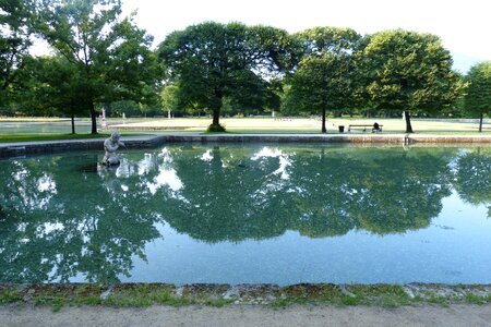 Trees reflection mirroring photo