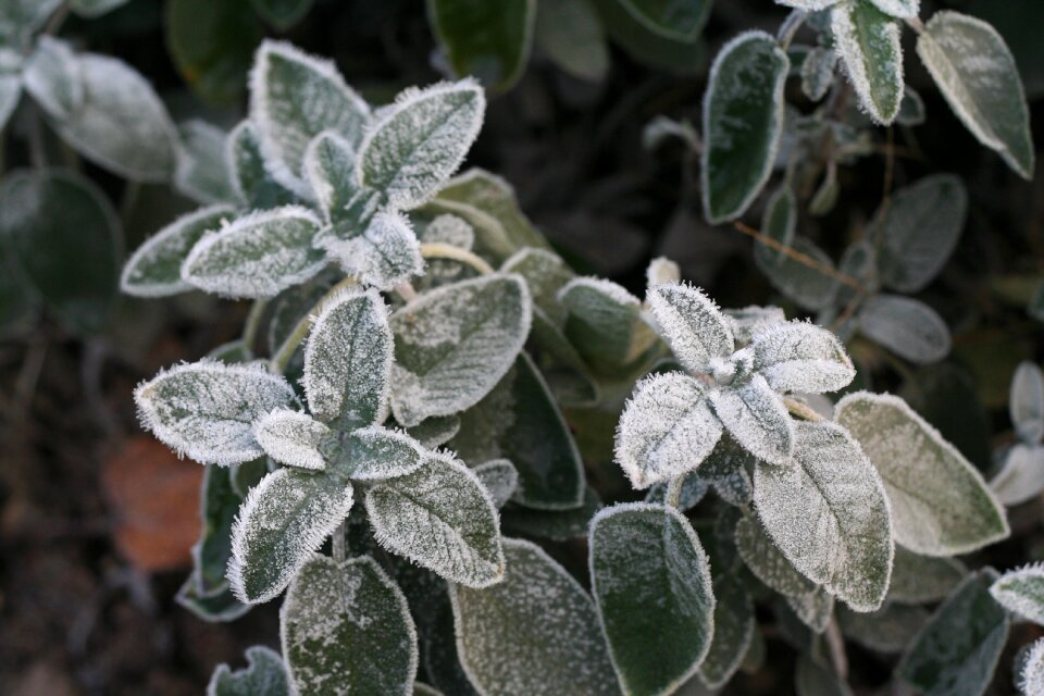 Hoarfrost sage herbs