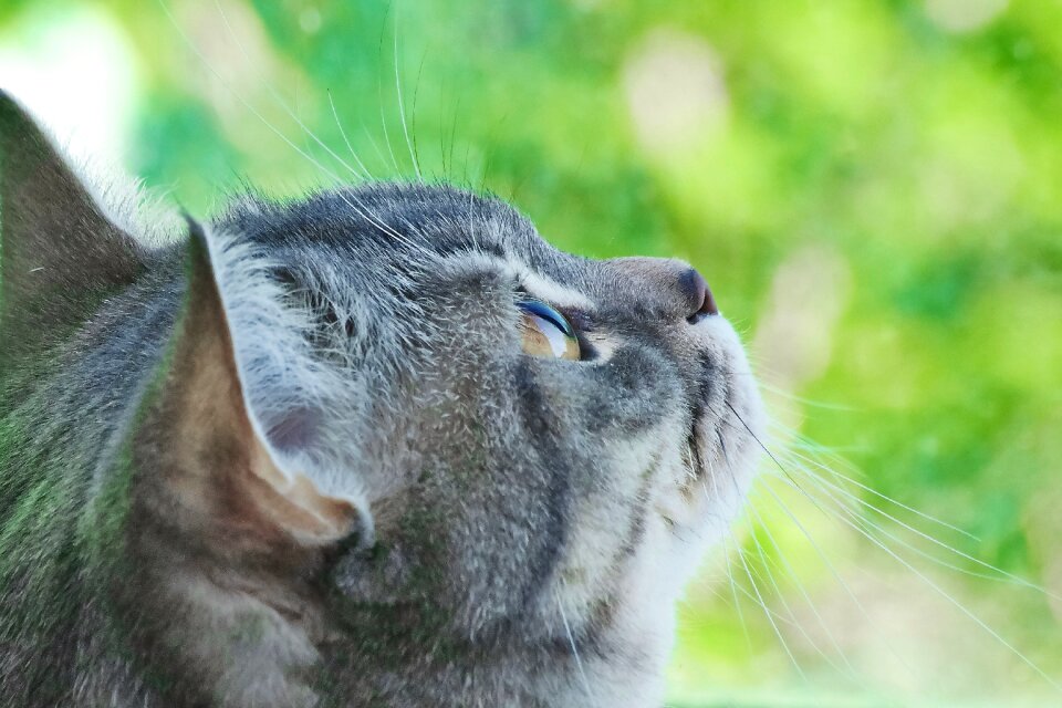 Cat's eye cute animals