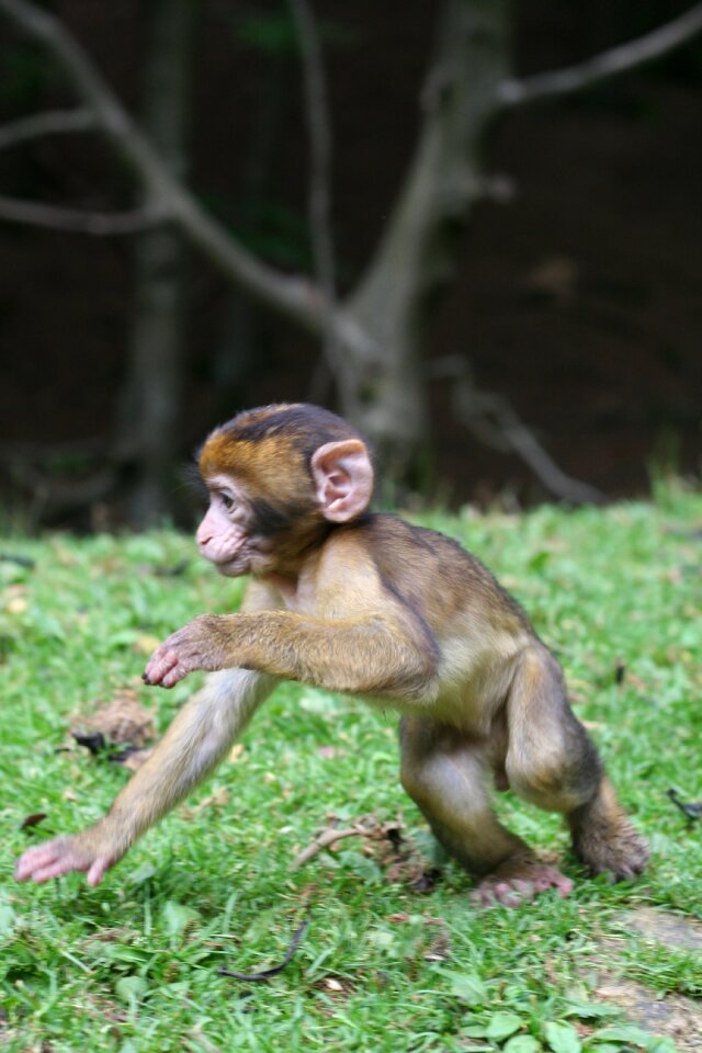 Forest enclosure äffchen