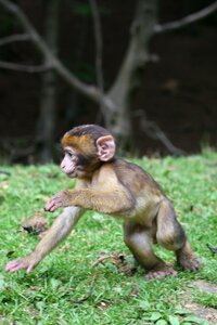Forest enclosure äffchen