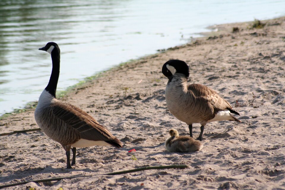 Waters pond animal world