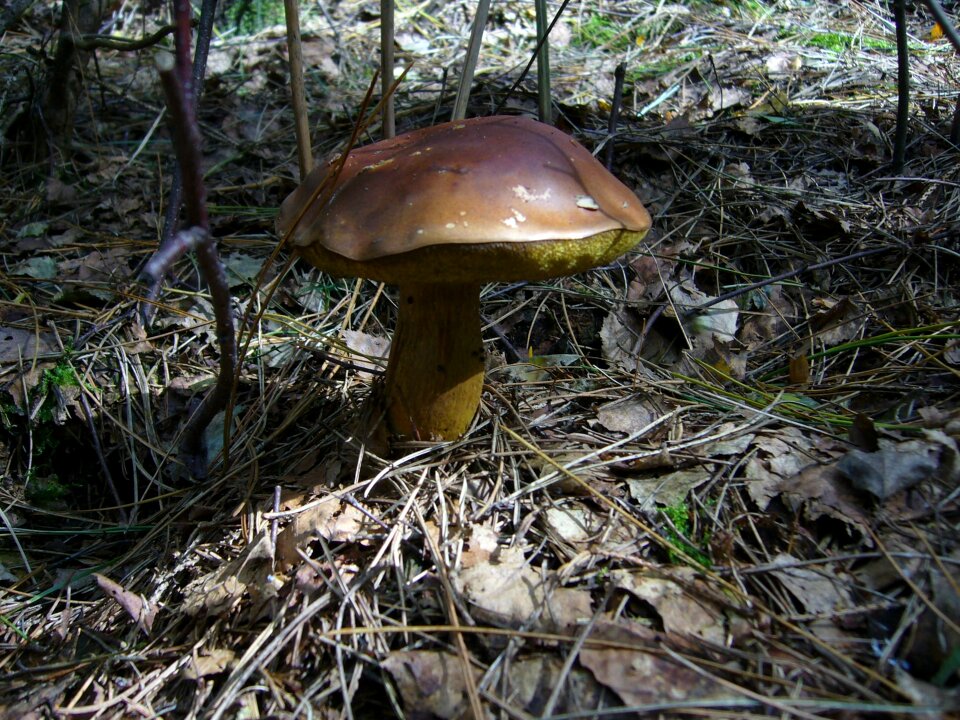 Mushroom chestnut forest