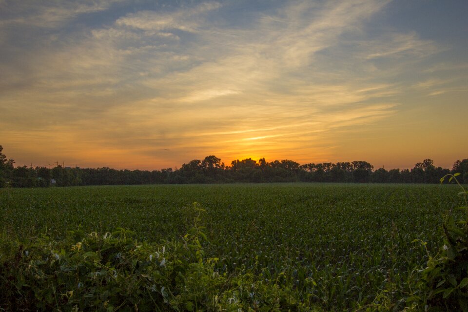 Nature landscape summer