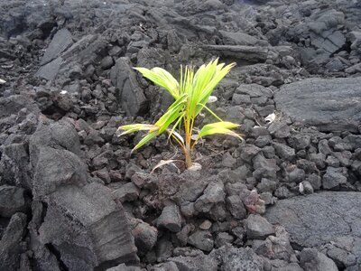 Plant volcanic grow