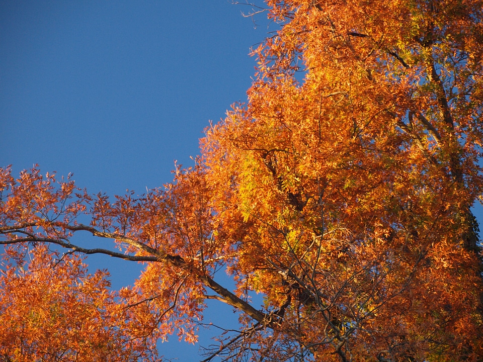 Leaves autumn flora