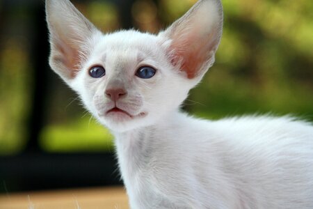 Cat baby fur charming