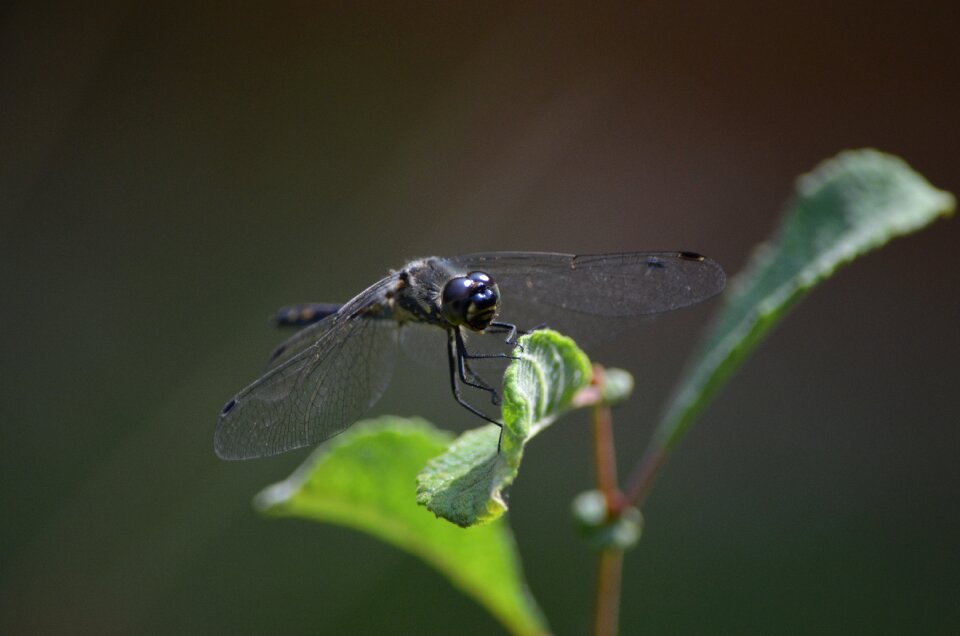 Insect flight insect close up