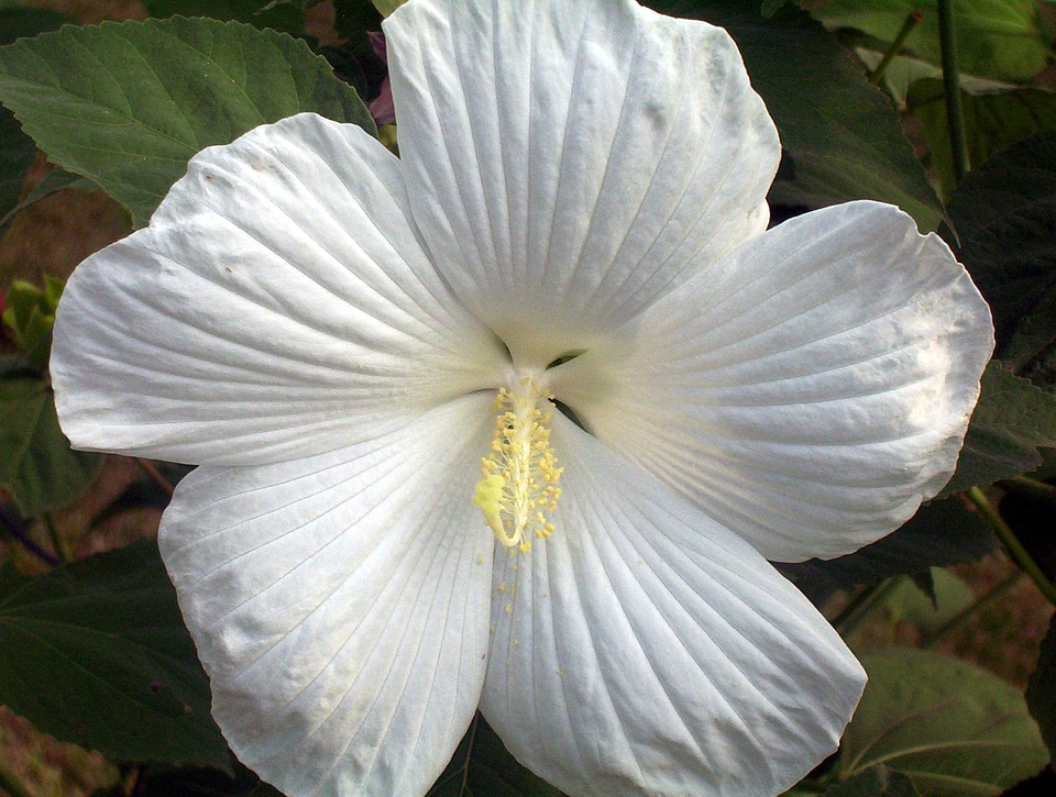 Petals tropical hawaiian