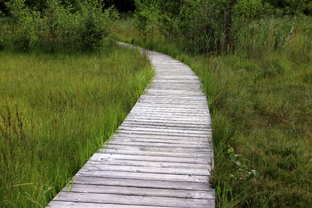 Trail planks web photo