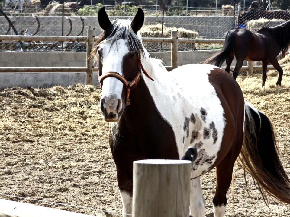 Horse animal four legged