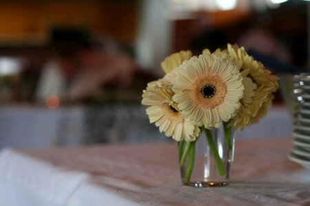 Decoration flowers tender